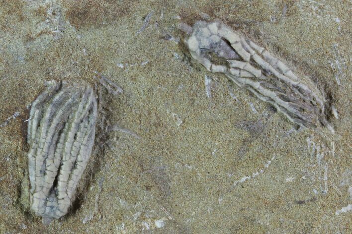 Two Fossil Crinoids - Crawfordsville, Indiana #94419